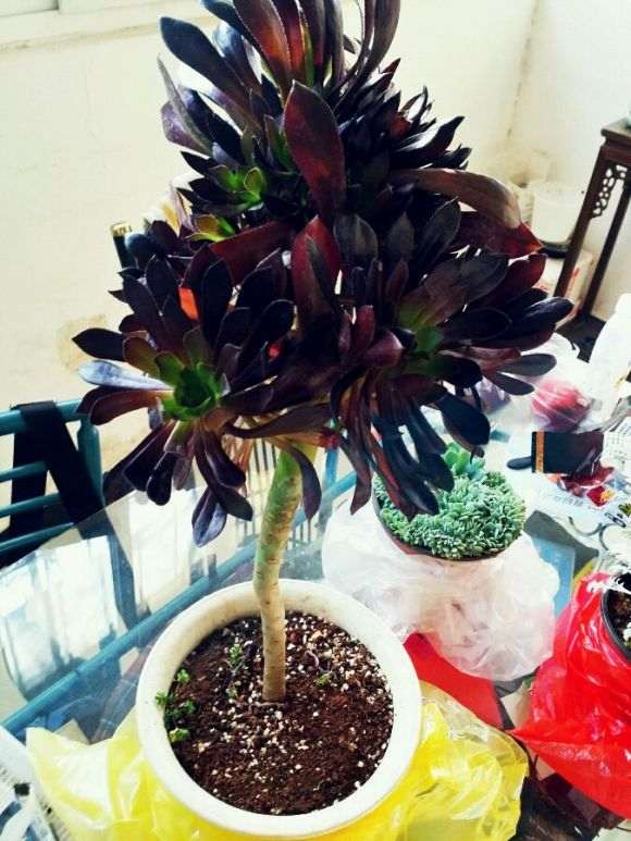 这么大一盆黑法师多肉多少钱不亏啊