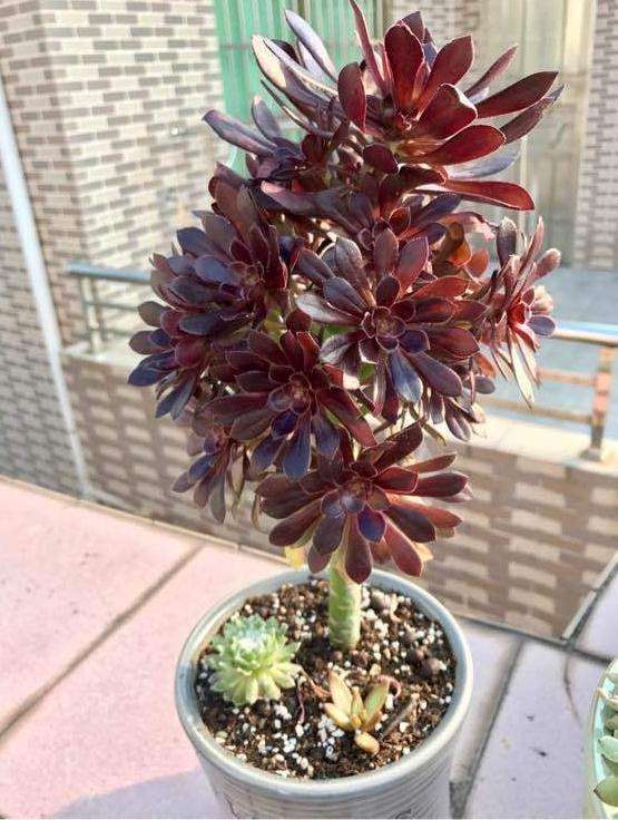 这么大一盆黑法师多肉多少钱不亏啊