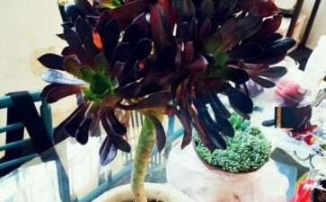 这么大一盆黑法师多肉多少钱不亏啊