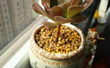 为什么法师多肉为什么长那么快 图片