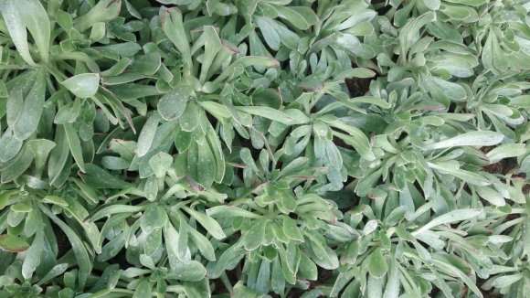 圣诞节多肉 零售298元