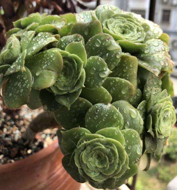 法师多肉的叶片为什么越来越小