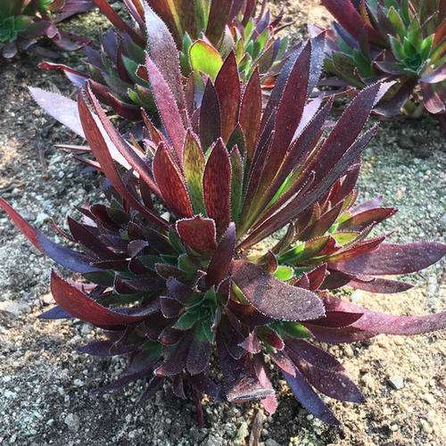 为什么法师多肉夏天休眠