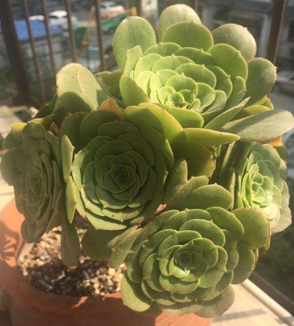 为什么法师多肉夏天休眠