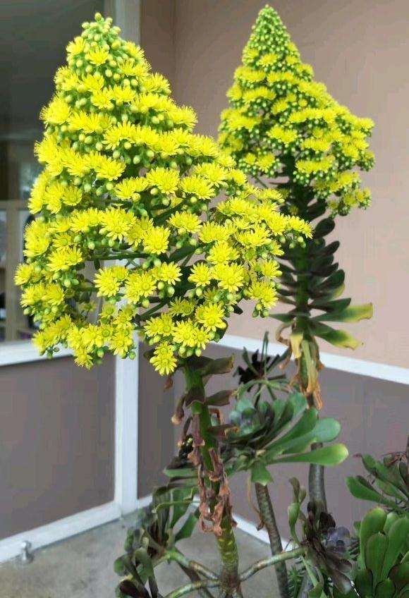 法师多肉这样开花 正常吗