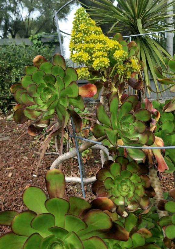 法师多肉这样开花 正常吗