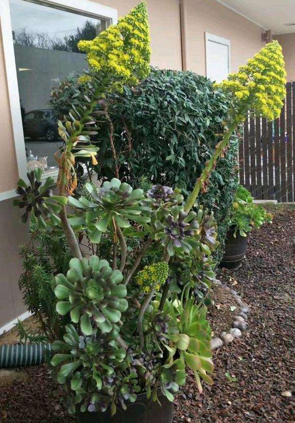 法师多肉这样开花 正常吗