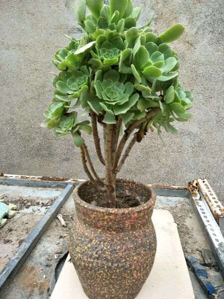 物标题 花市上买的绿法师多肉 不要盆25元