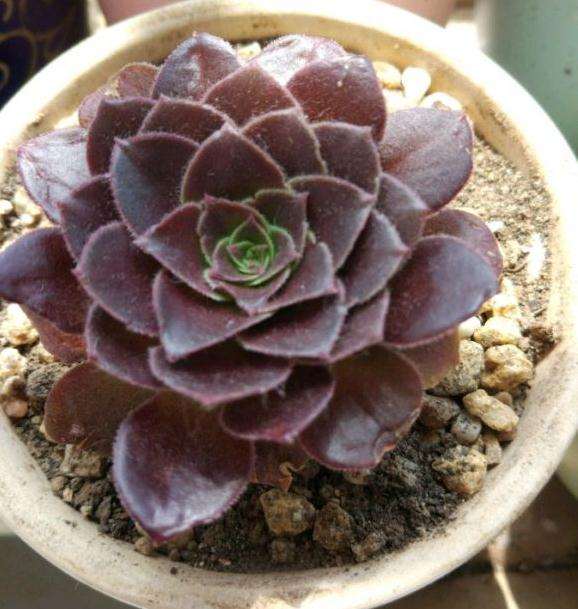 为什么铜壶法师多肉