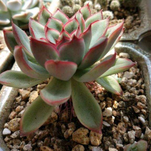 为什么铜壶法师多肉