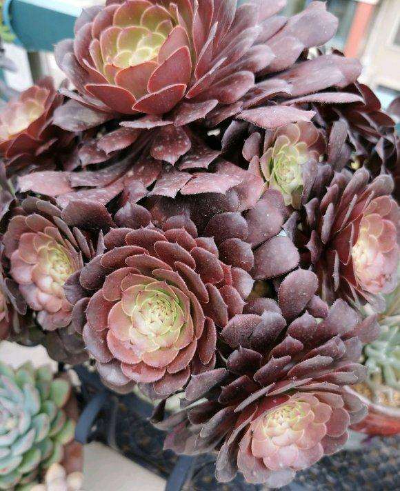 这个法师多肉是什么品种