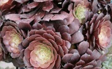 这个法师多肉是什么品种 图片