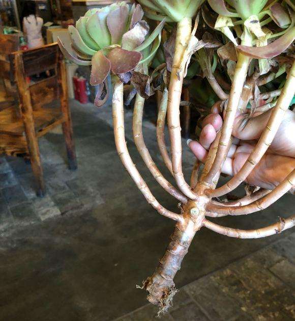 今天刚收到的法师多肉