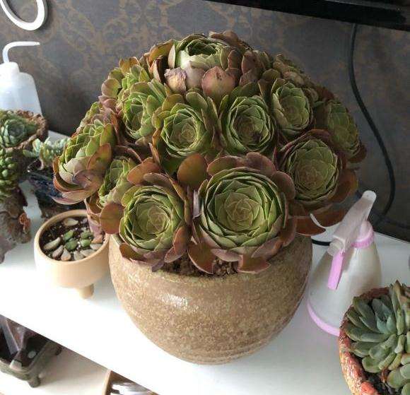 今天刚收到的法师多肉