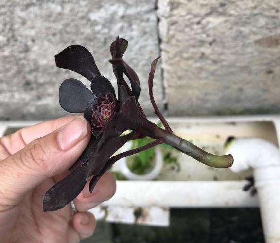 法师多肉 终于长根了 可以吗 图片