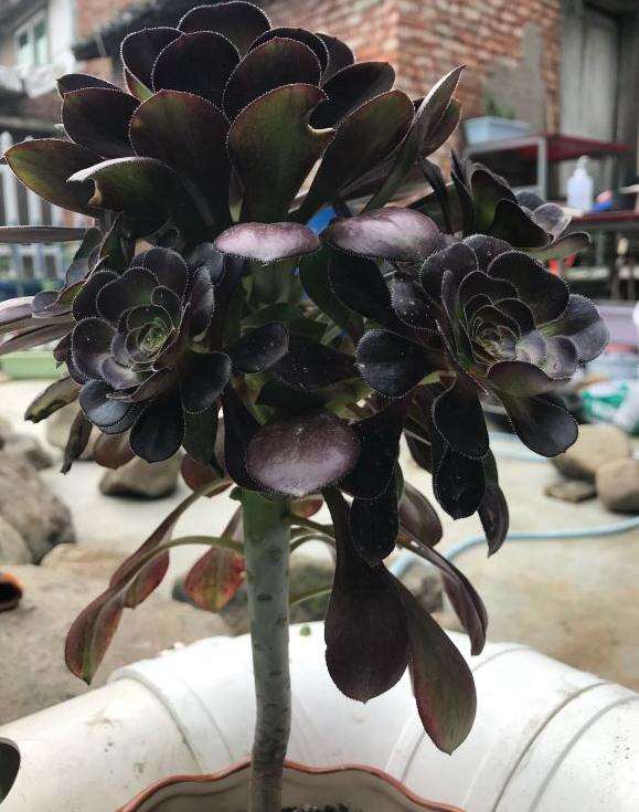 法师多肉 终于长根了 可以吗 图片