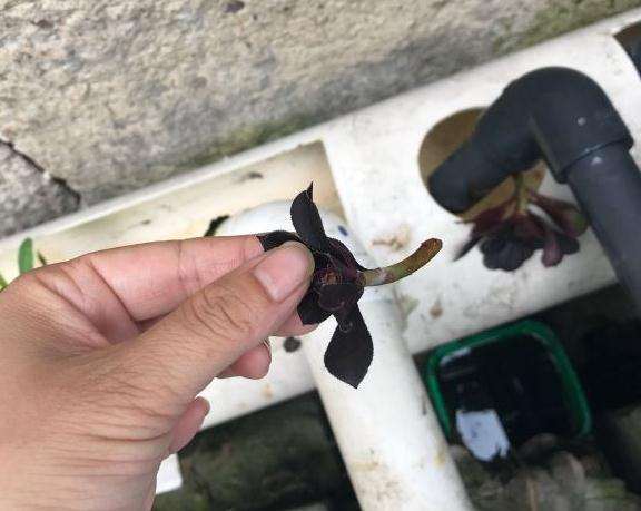 法师多肉 终于长根了 可以吗 图片