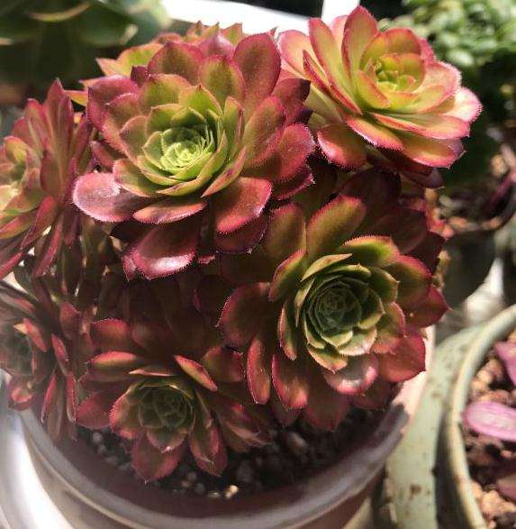 这棵是嘉年华法师多肉吗