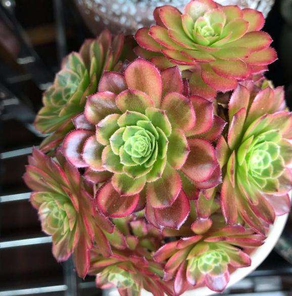 这棵是嘉年华法师多肉吗