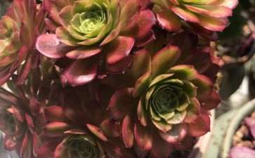 这棵是嘉年华法师多肉吗 图片