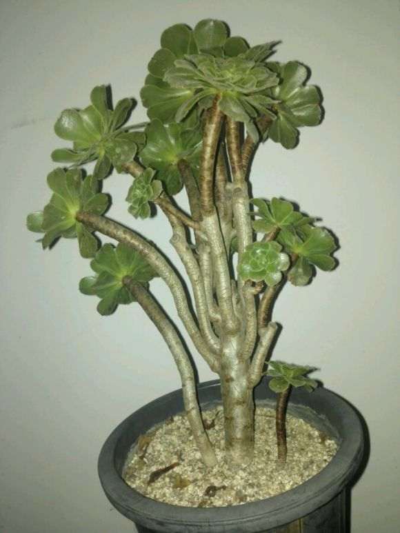 多年老桩绿法师 200元 是不是贵了