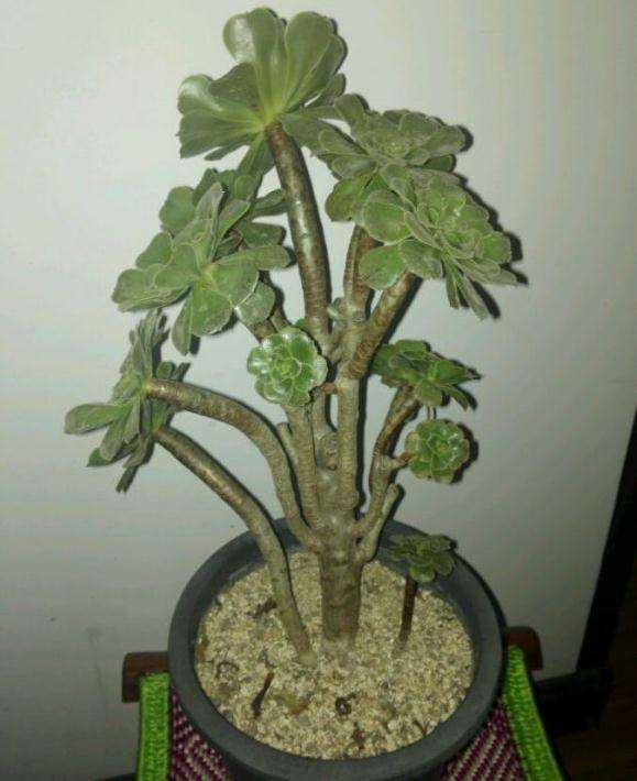 多年老桩绿法师 200元 是不是贵了