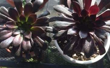 怎么区分黑法师和墨法师多肉的3个方法