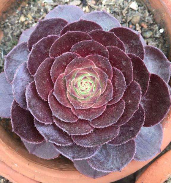 法师多肉有多少个品种 谁知道 图片