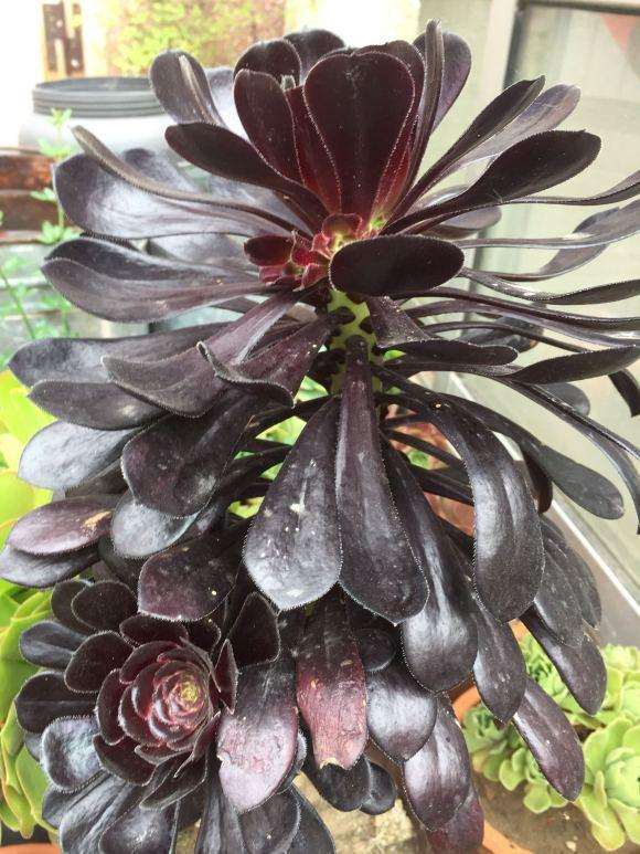 法师多肉有多少个品种 谁知道 图片