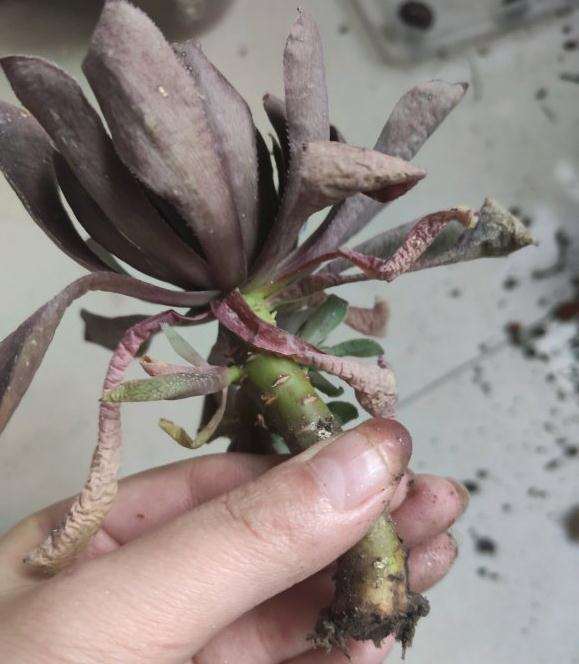 为什么法师多肉为很难发根