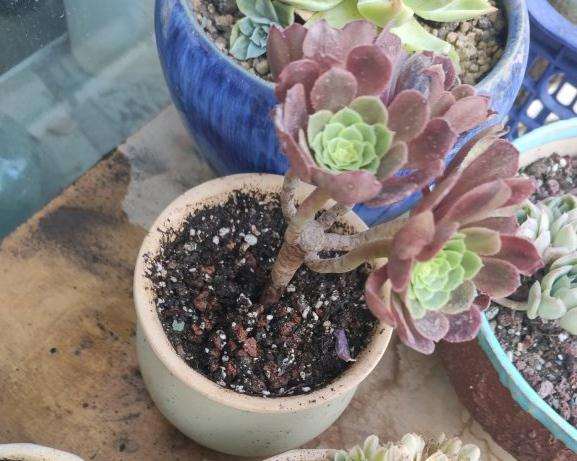 为什么法师多肉为很难发根