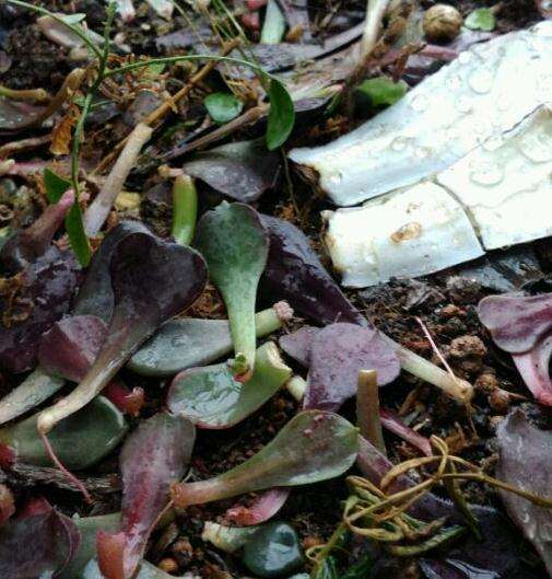 法师多肉到底能不能叶插成功