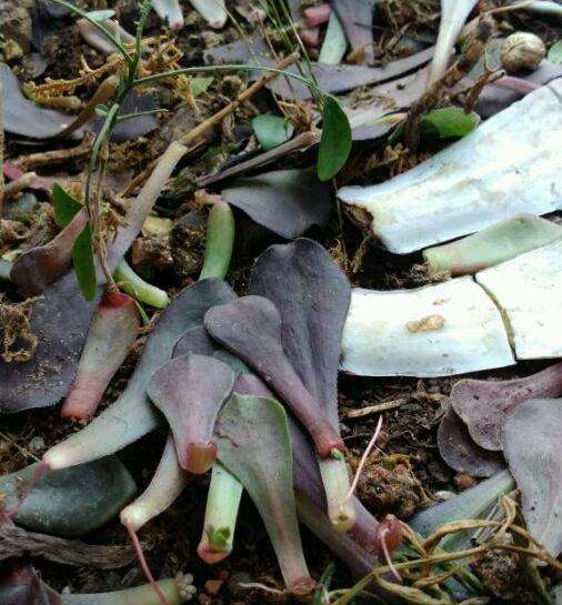 法师多肉到底能不能叶插成功