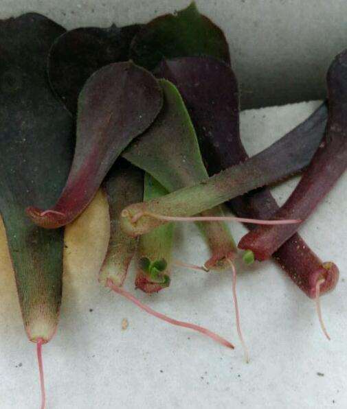 法师多肉到底能不能叶插成功