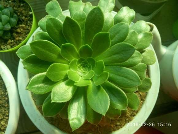 为什么绿色的黑法师多肉