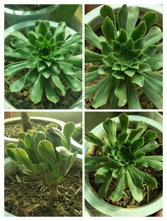 为什么绿色的黑法师多肉