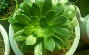 为什么绿色的黑法师多肉 图片