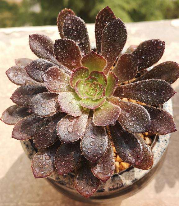 灰法师多肉发现有点不对劲