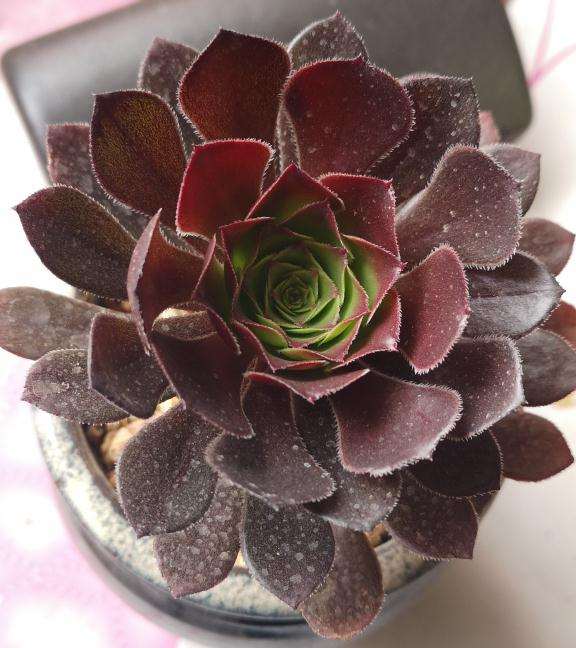 灰法师多肉发现有点不对劲