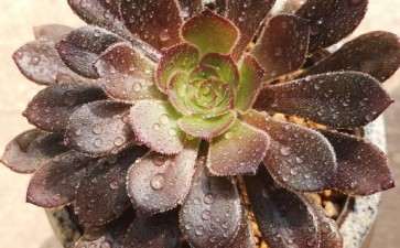 灰法师多肉发现有点不对劲 怎么办