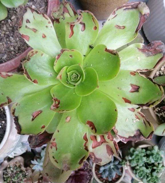 法师多肉得了炭疽病