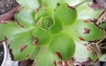 法师多肉得了炭疽病 怎么办 图片