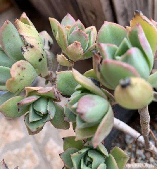 法师多肉怎么这么多的黑点