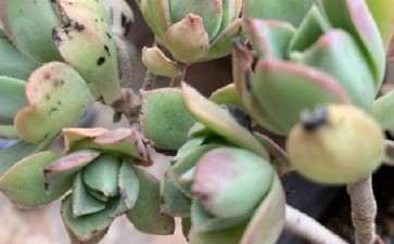 法师多肉怎么这么多的黑点 为什么 图片