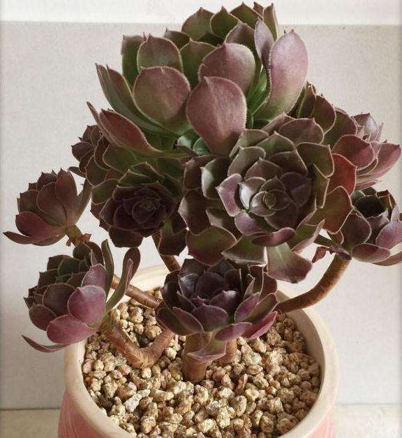 法师多肉 两年度夏都死光