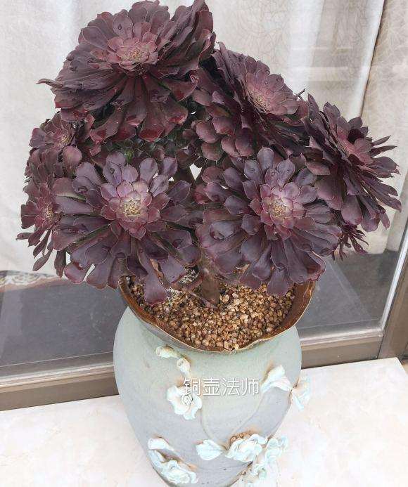 法师多肉 两年度夏都死光