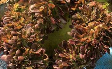 这法师多肉得养多少年 才能长这样