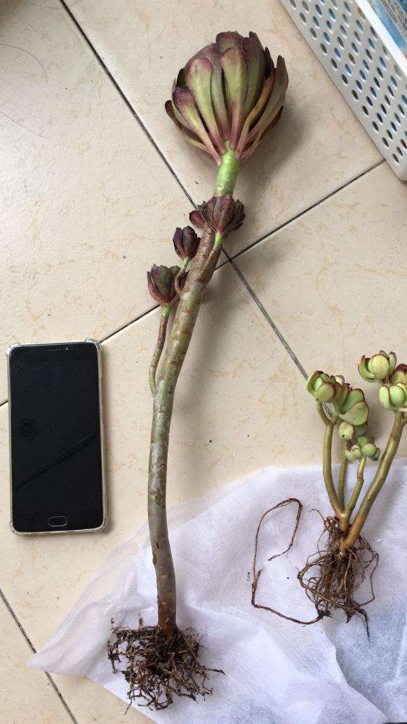 大型黑法师多肉 我要用多大的盆种