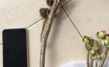 大型黑法师多肉 我要用多大的盆种