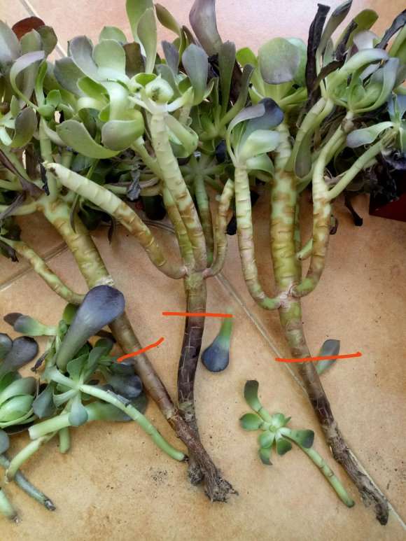 法师多肉是不是黑腐了